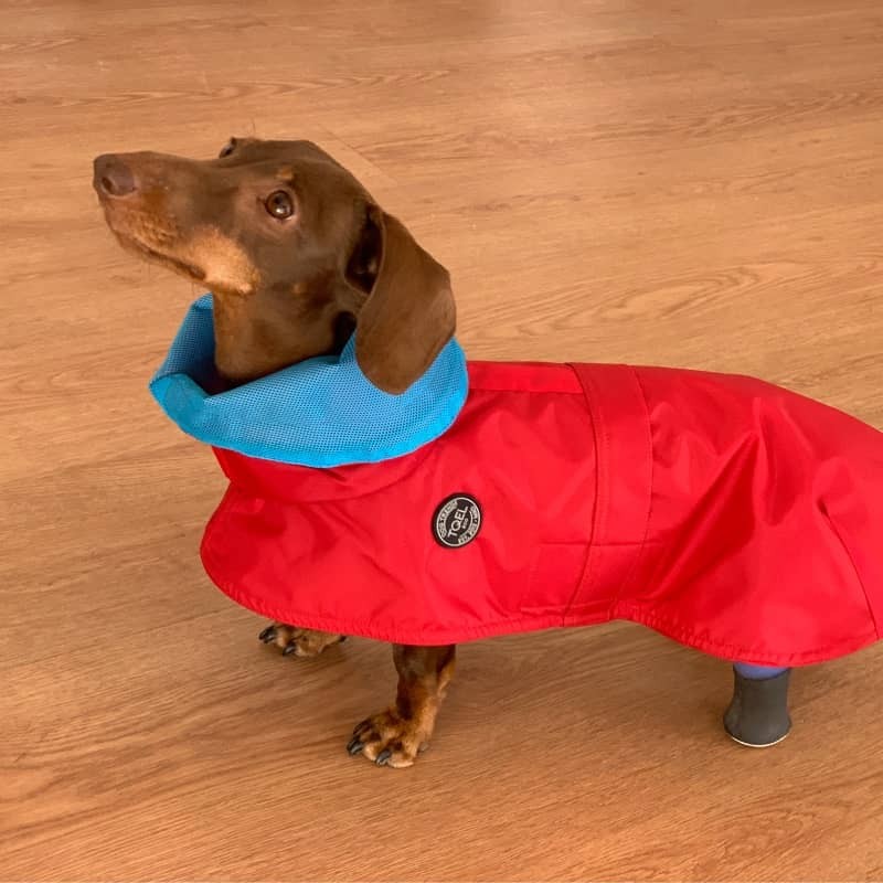 Chubasquero Tintin Air Red