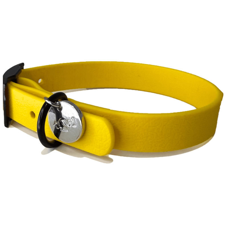 collar blandito amarillo perro