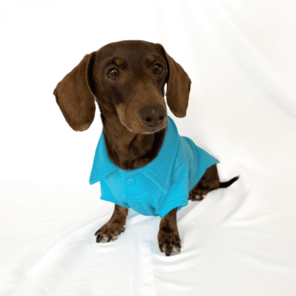 Polo Classic Blue para perros