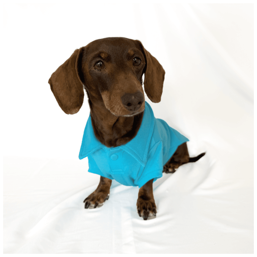 Polo Classic Blue para perros