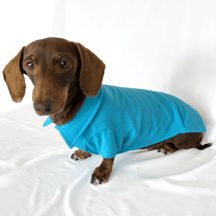 Polo Classic Blue para teckel