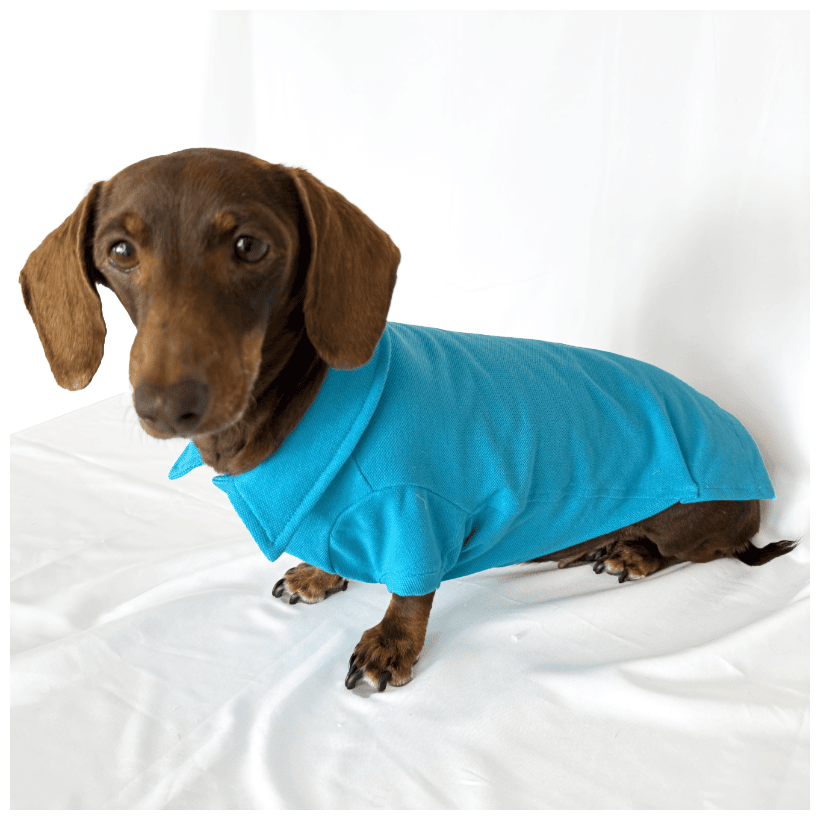 Polo Classic Blue para teckel