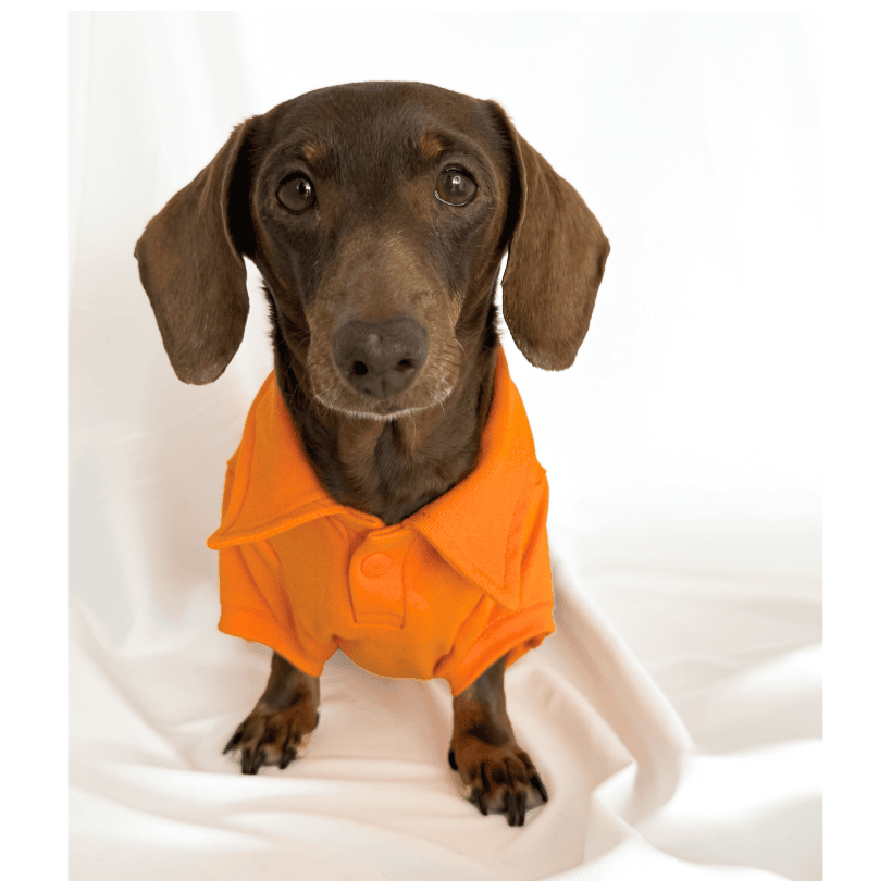 Polo Classic Orange para perros