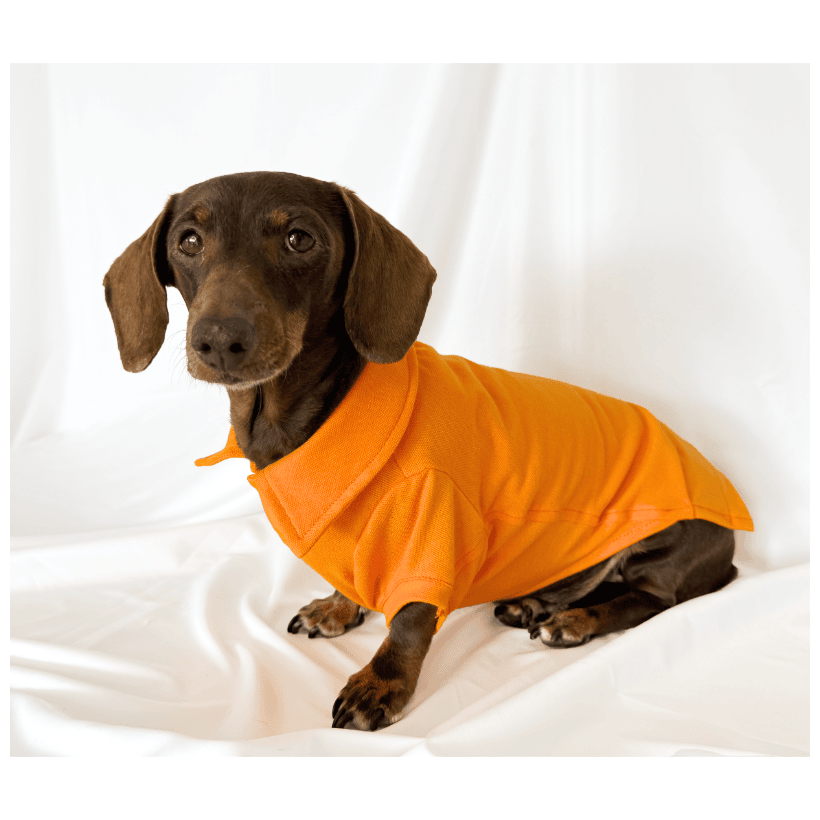 Polo Classic Orange para teckel