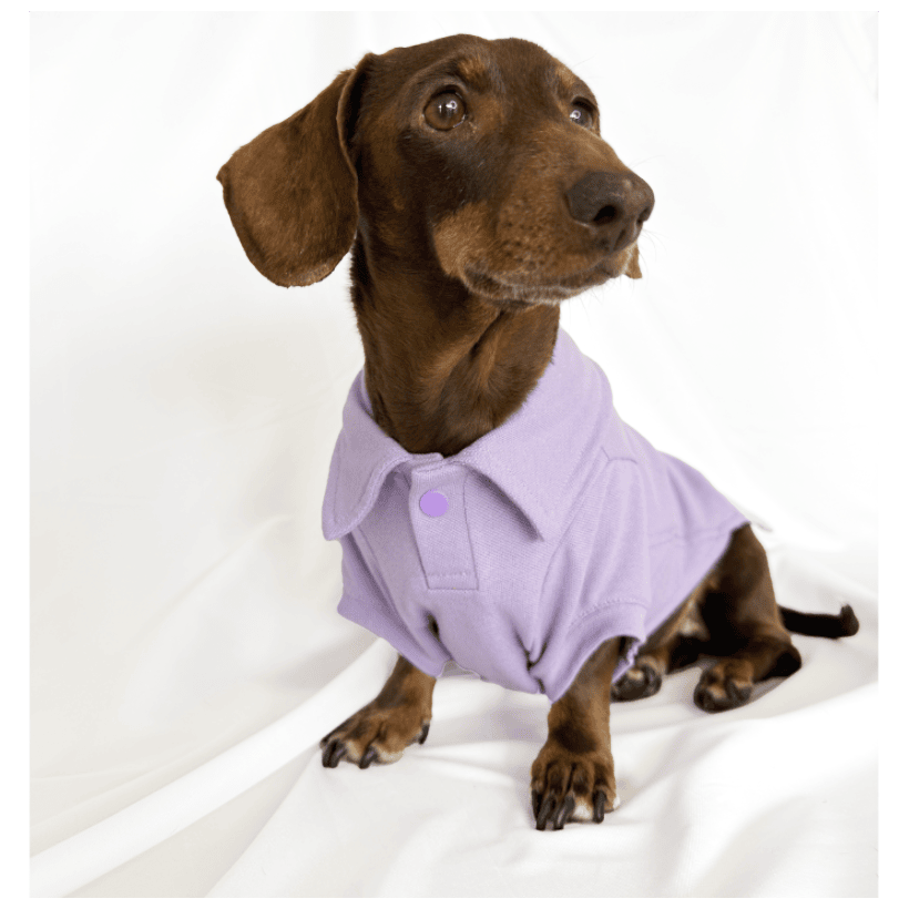 Polo Classic Lilac para perros