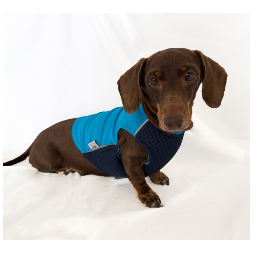 Chaleco refrescante para teckel