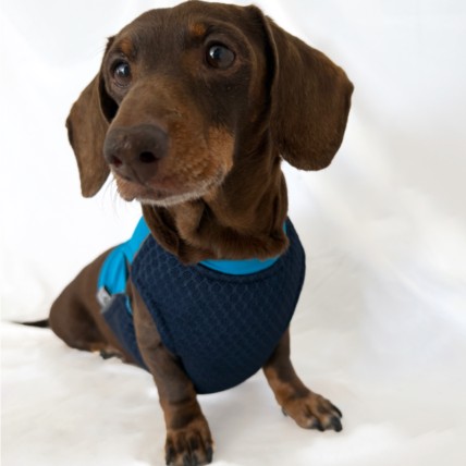 Chaleco refrescante perros
