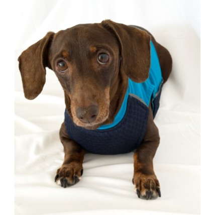 Chaleco refrigerante para perros