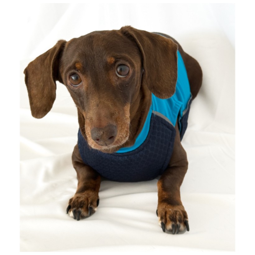 Chaleco refrigerante para perros