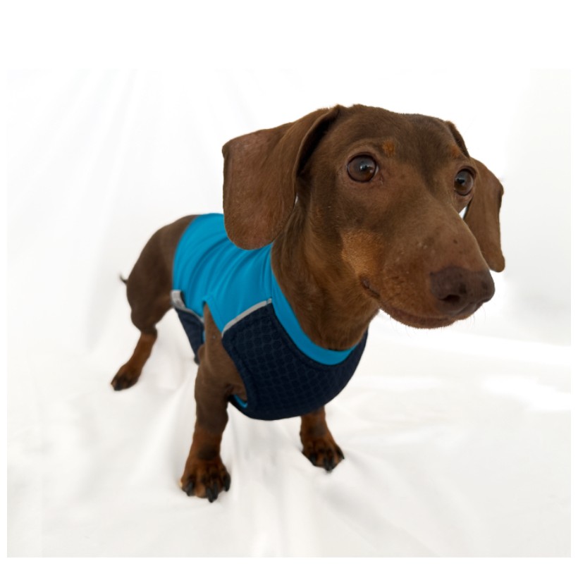 chaleco resfrescante perro frente