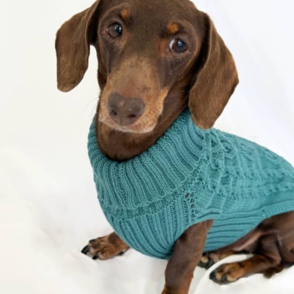 Jersey para perros salchicha