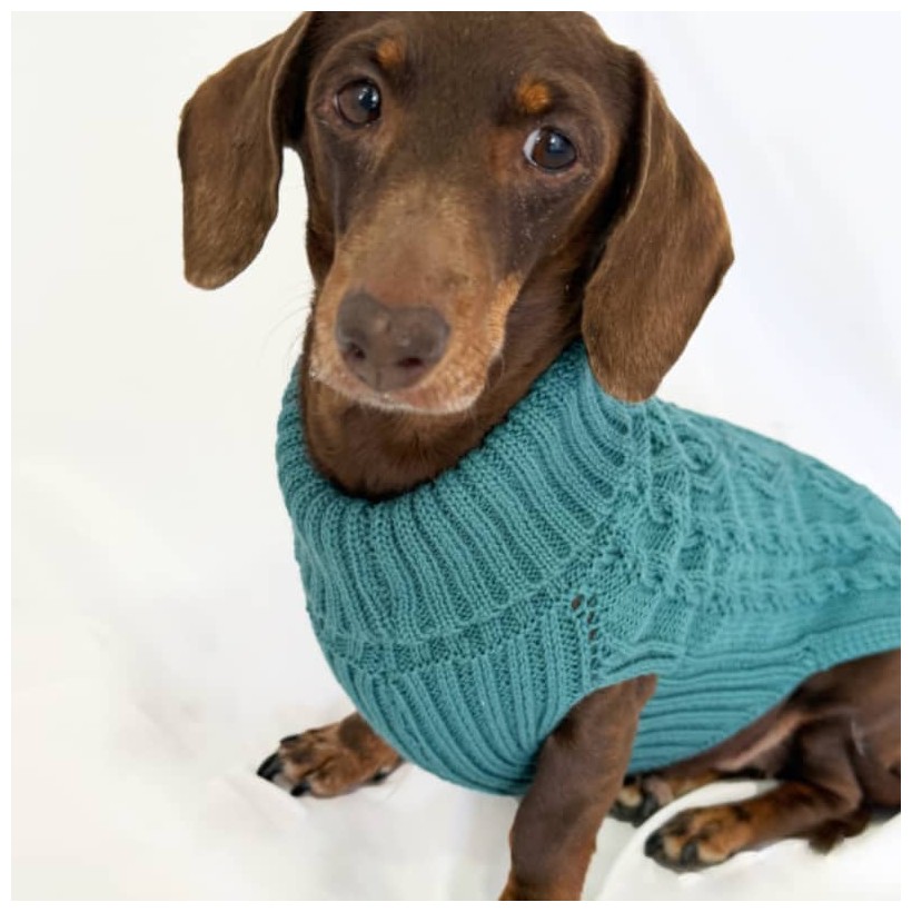 Jersey para perros salchicha