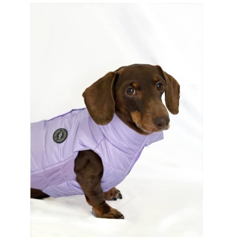 Plumas para perros pequeños y medianos