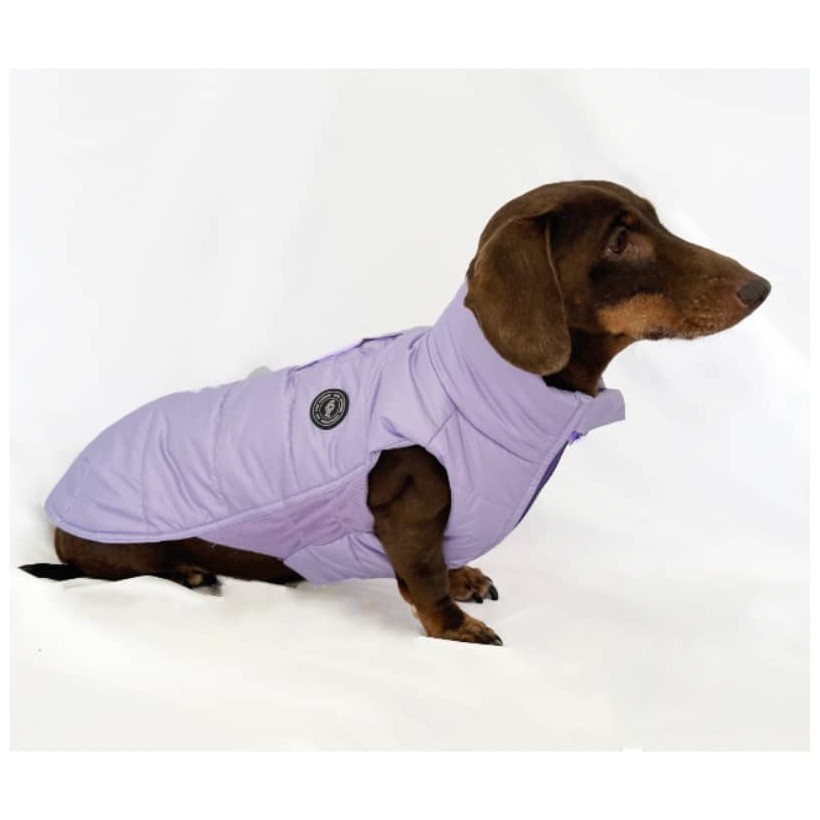 Plumas para perros salchicha