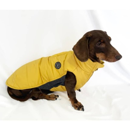 Plumas para perros teckel