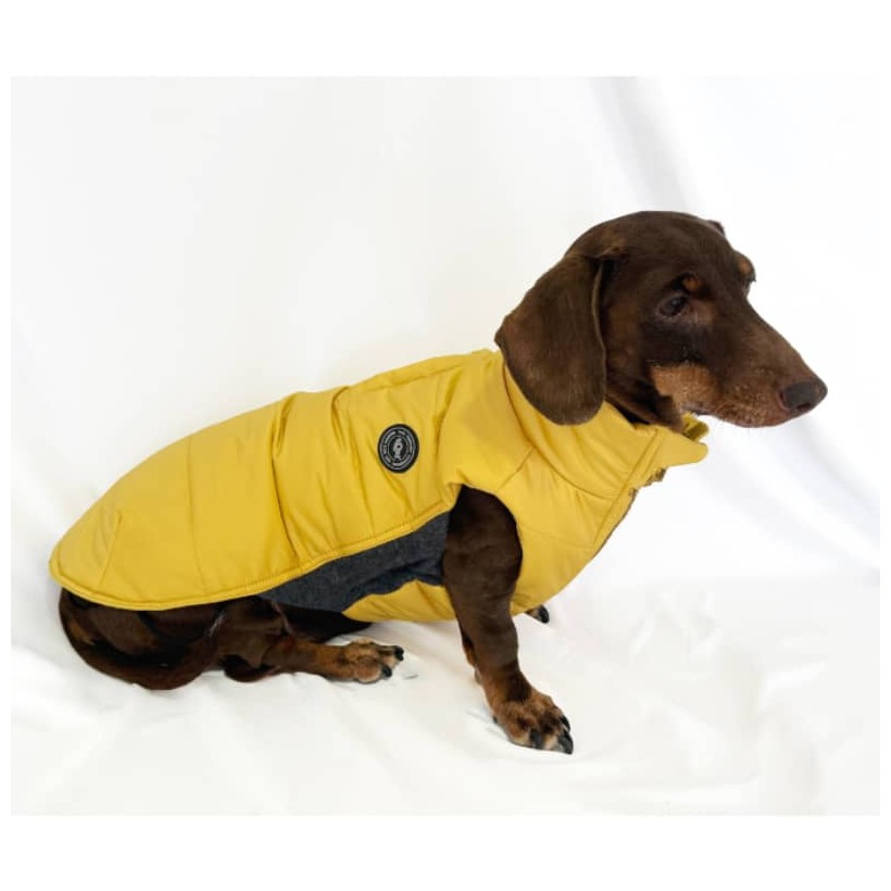 Plumas para perros teckel