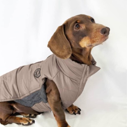 Plumas para perro teckel