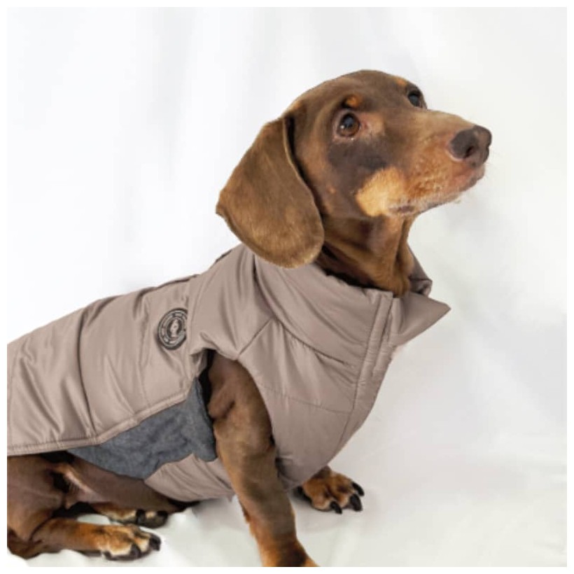 Plumas para perro teckel