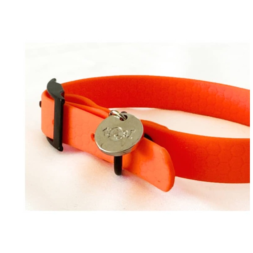 collar perro pequeño neon