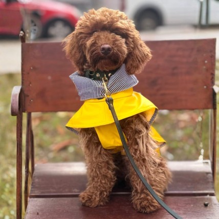 Hunderegenjacken Tintin Yellow