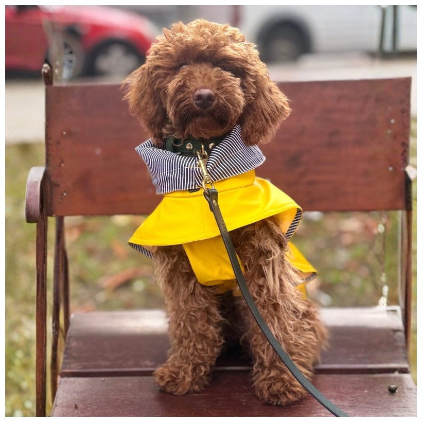 Chubasquero amarillo para perros