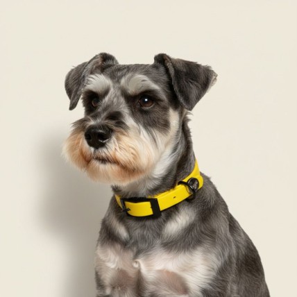 Collar para schnauzer