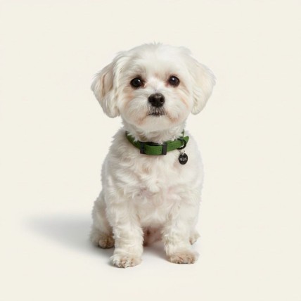 Collar verde bichon maltes