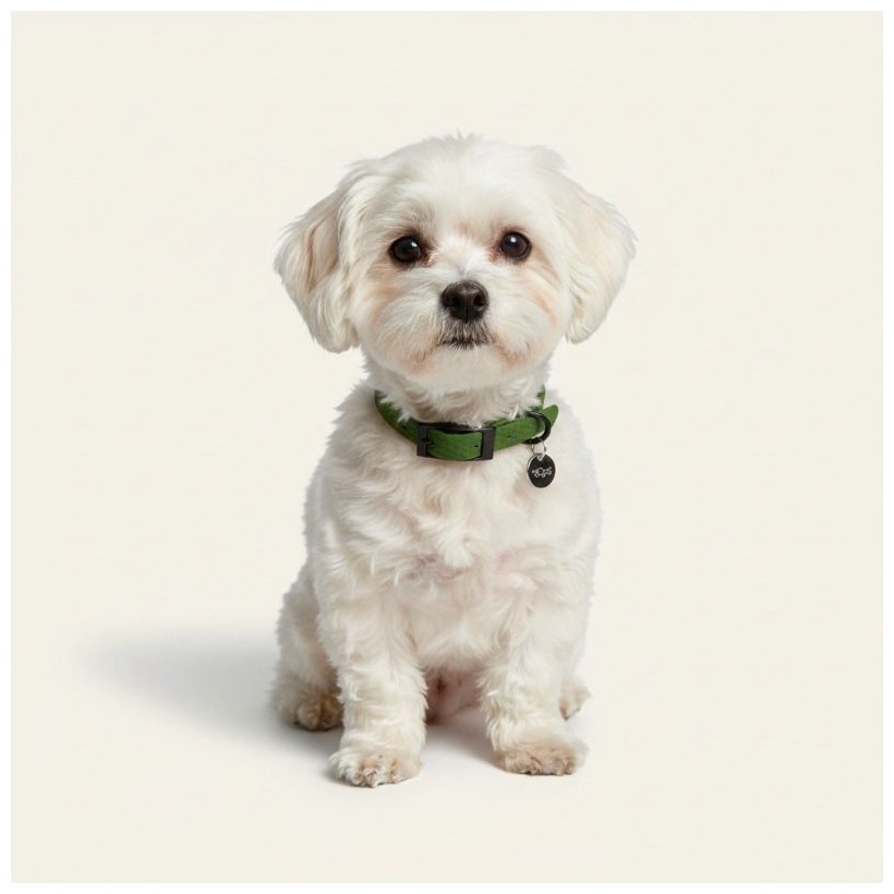 Collar verde bichon maltes