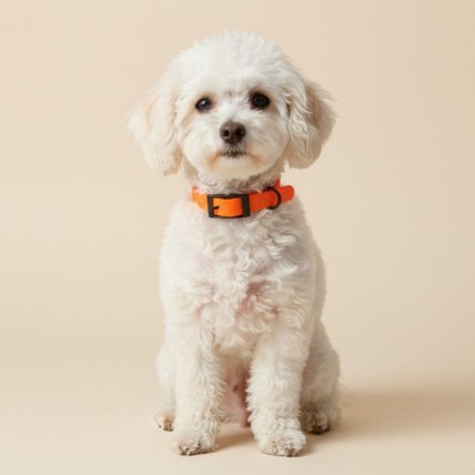 Collar para perros pequeños naranja
