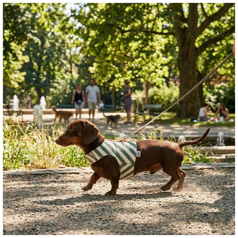 Arnés para perros teckel de verano
