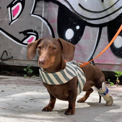 Hundegeschirr Lisboa für den Sommer