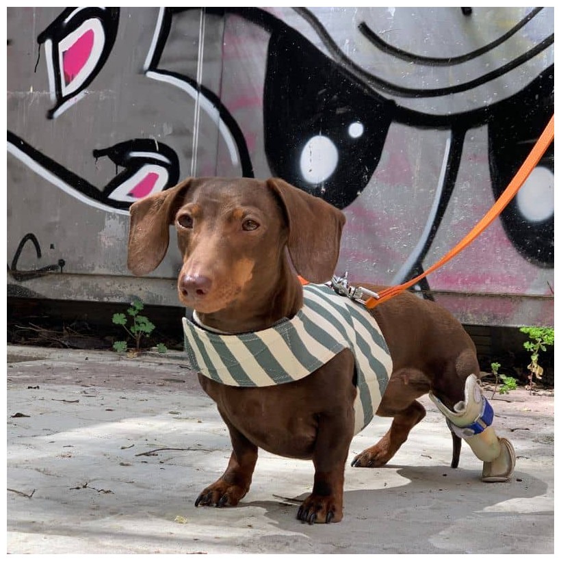 Arnés para perros teckel de verano