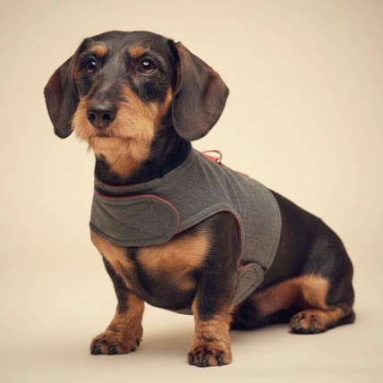 Arnés fresquito para perros