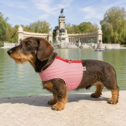 Arnés de verano Stripes Red para teckel