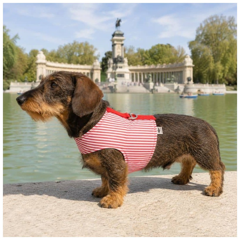 Arnés de verano Stripes Red para teckel