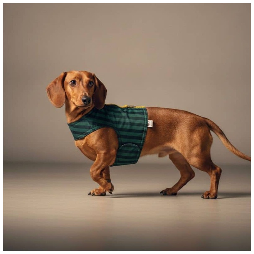 Arnes de verano SanRemo para perros pequeños