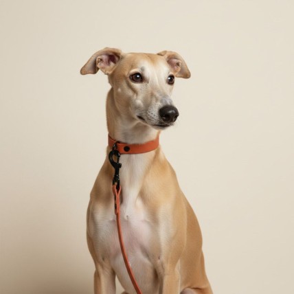 Correa impermeable Apricot para perros