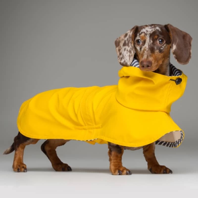 Tintin Yellow dog raincoat