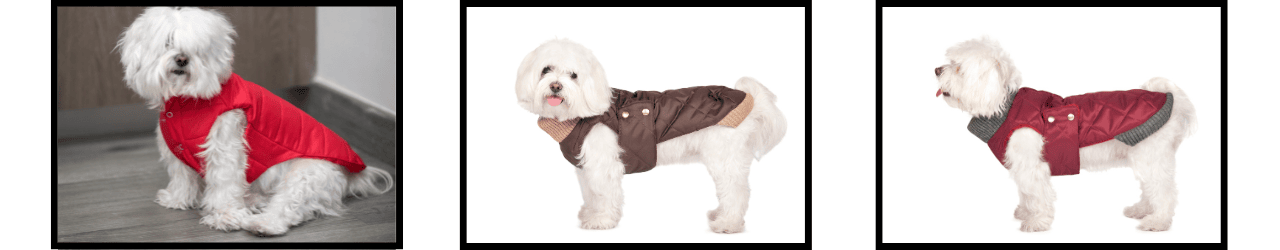 Ropa para bichón maltés | Diseños únicos y cómodos