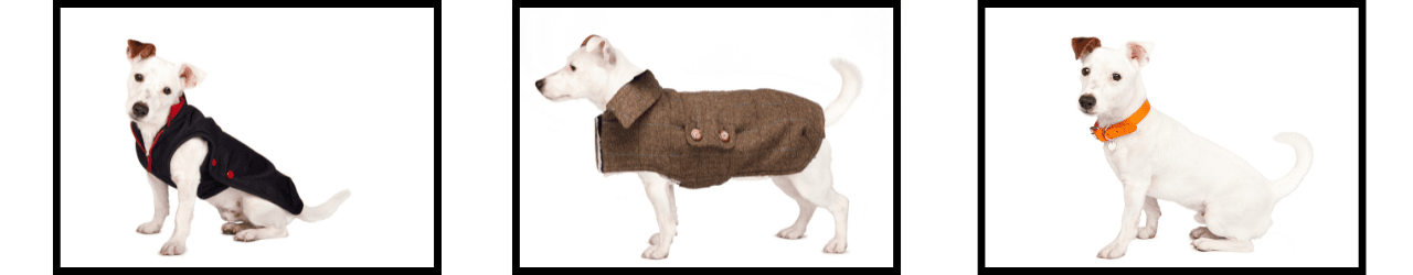 Ropa para Jack Russell | Diseños originales y de calidad