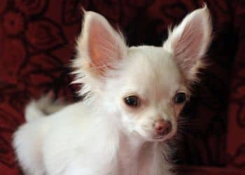 214 - Chihuahua de pelo largo_1.jpg