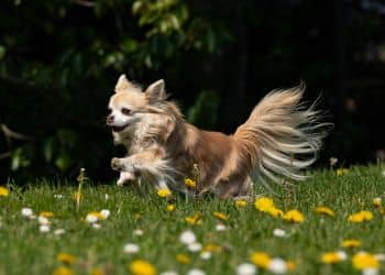 214 - Chihuahua de pelo largo_2.jpg