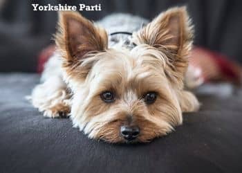 215 - Tipos de Yorkshire_2.jpg