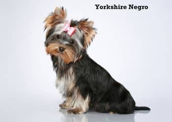 215 - Tipos de Yorkshire_3.jpg