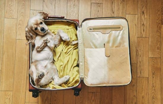 Kit de viaje para perro