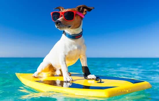 Accesorios para viajar con perro en coche