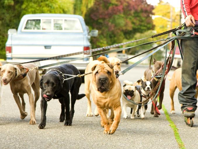 hoteles para perros