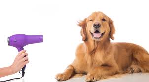 peluqueria perros.jpg