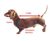 talla perro