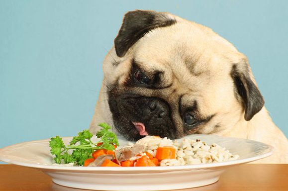 tipos_de_comida_para_perros_1.jpg